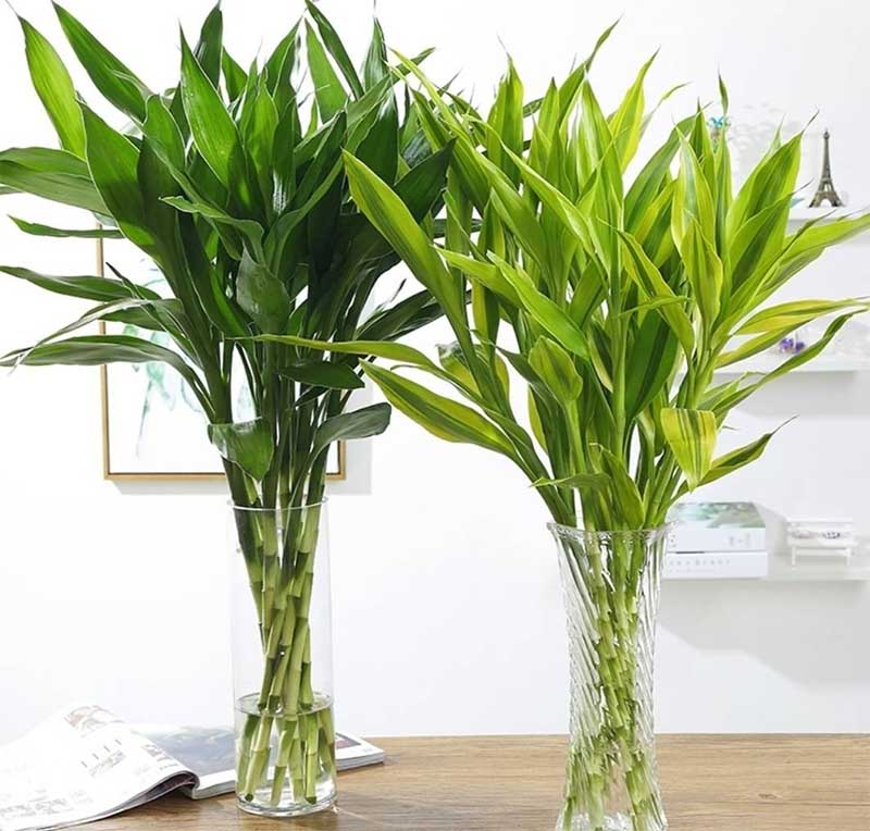 cây phát lộc thủy sinh