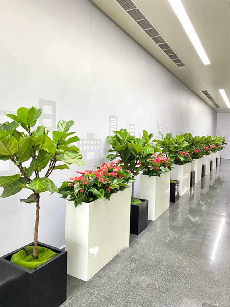 cây cảnh văn phòng tphcm
