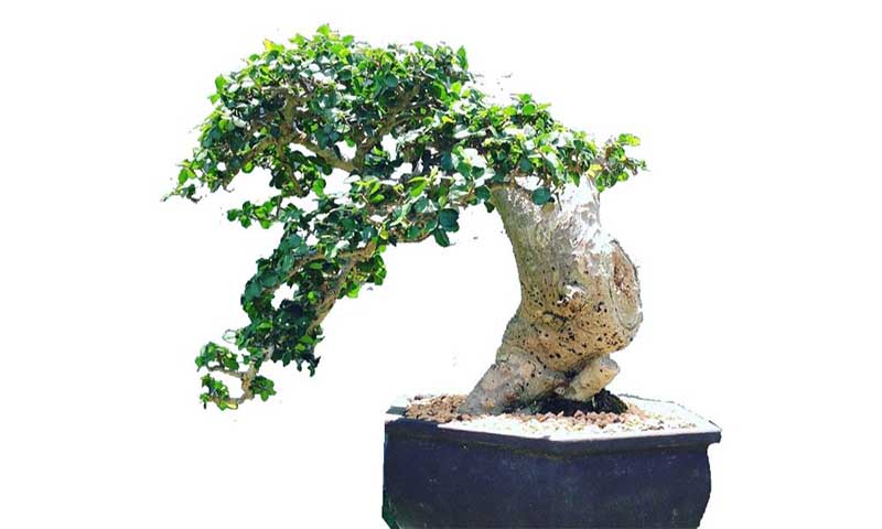 cây duối cảnh 3