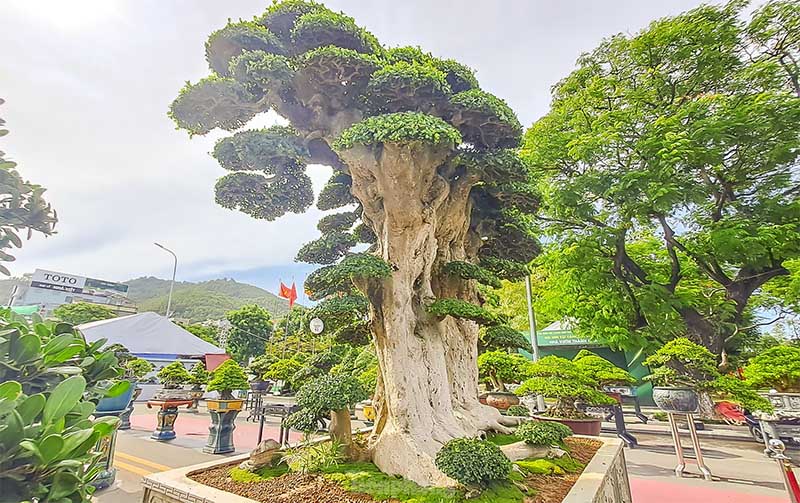 cây duối cảnh khủng tại việt nam