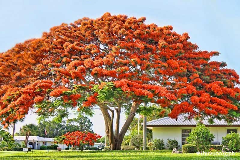 cây phượng vĩ 1