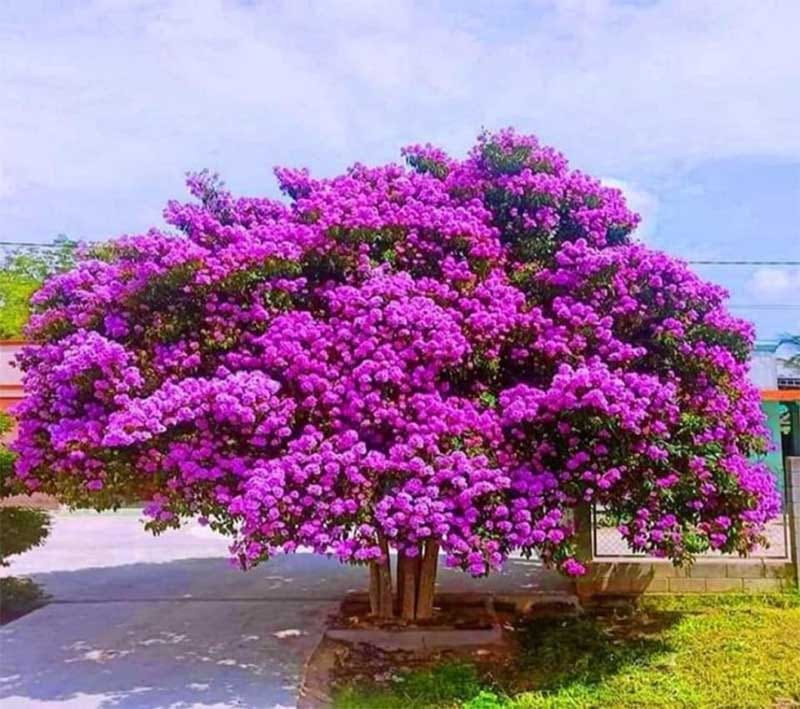 cây bằng lăng tím