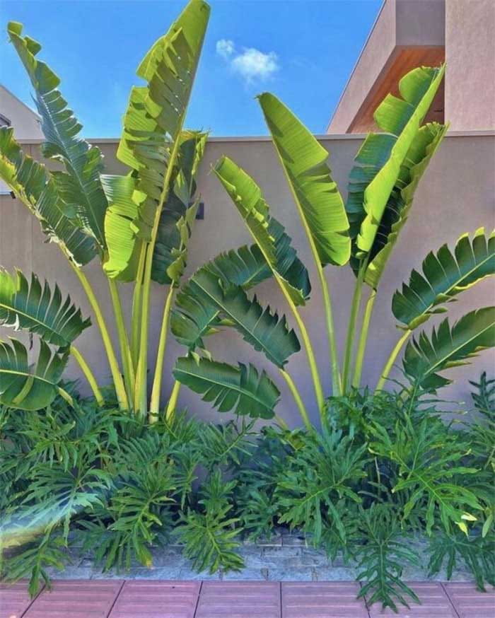cây chuối cảnh rẽ quạt