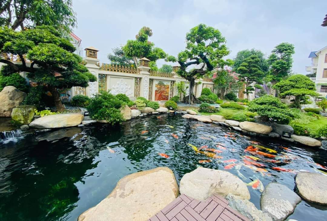 Thi công hồ cá koi Cà Mau đẹp bền, chuẩn kỹ thuật