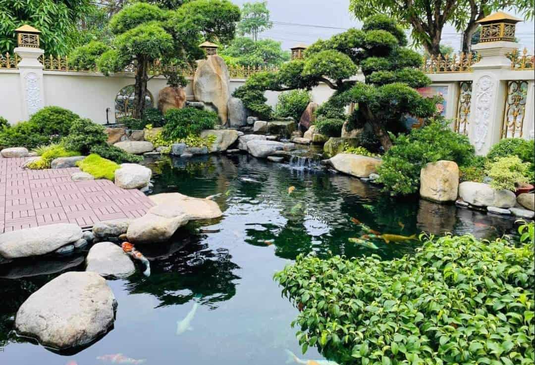 Thi công hồ cá koi Gia Lai - Mang vẻ đẹp tự nhiên và phong thủy vào không gian sống của bạn