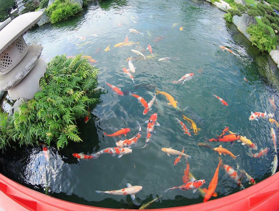 Thi công hồ cá koi Lâm Đồng - Biến không gian sân vườn thành điểm nhấn phong thủy đẳng cấp