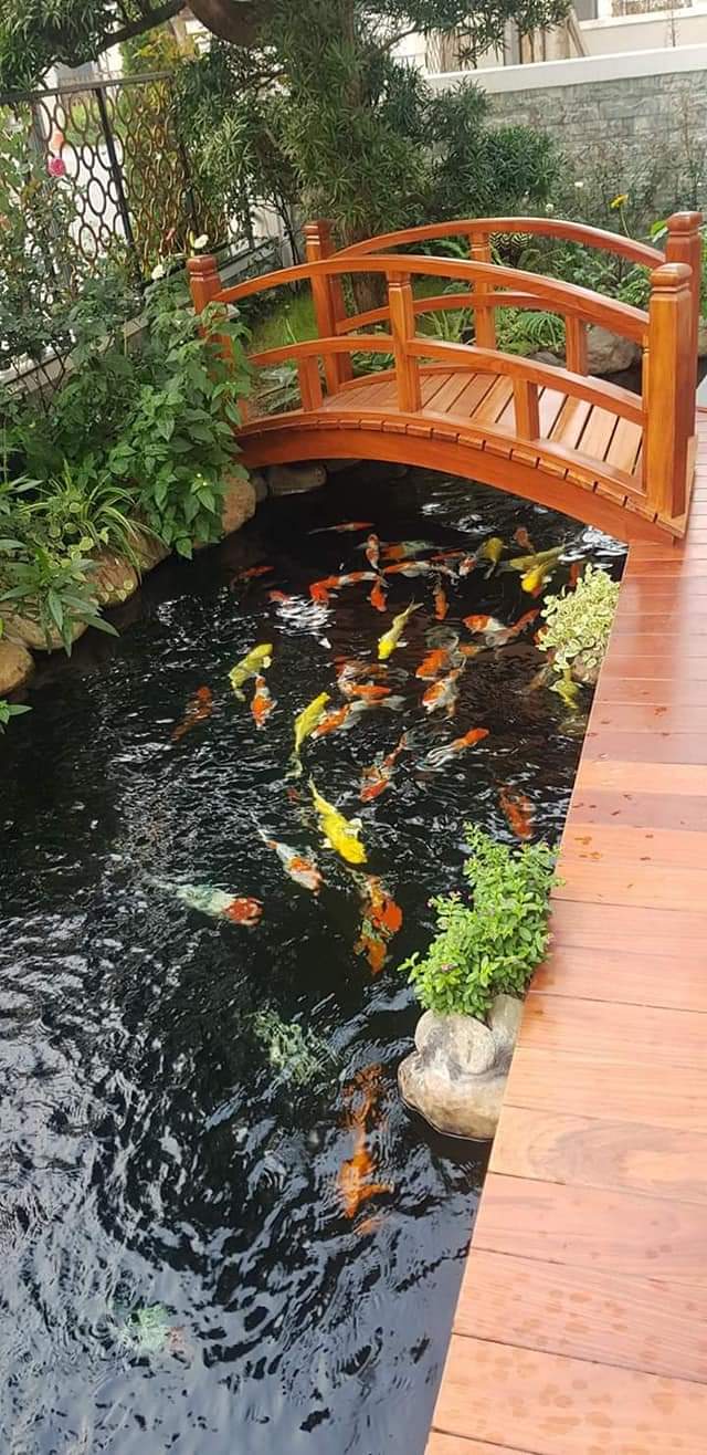 hồ cá koi mini