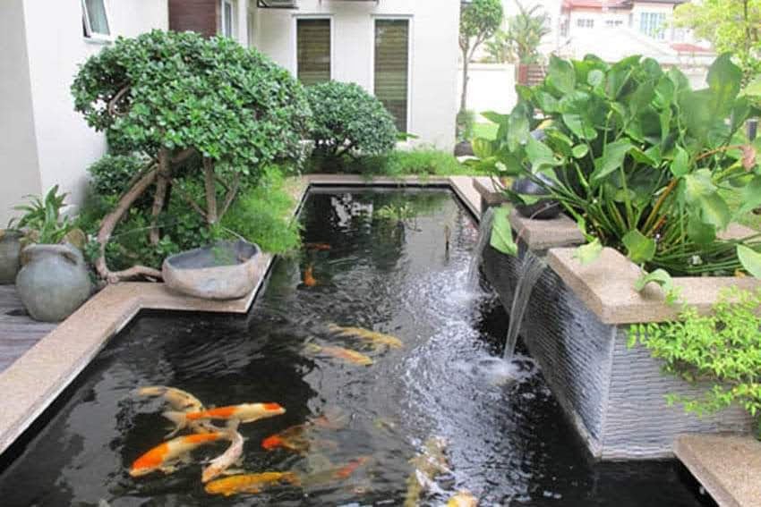Hồ cá koi ngoài trời