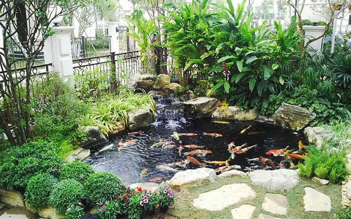 Hồ cá koi sân vườn