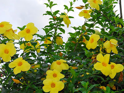 Cây hoa Hoàng Thảo