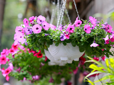 Cây dạ yến thảo