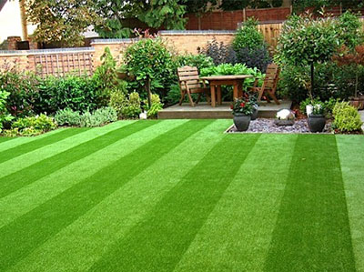 Cỏ nhung Nhật Bản