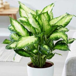 cây vạn niên thanh