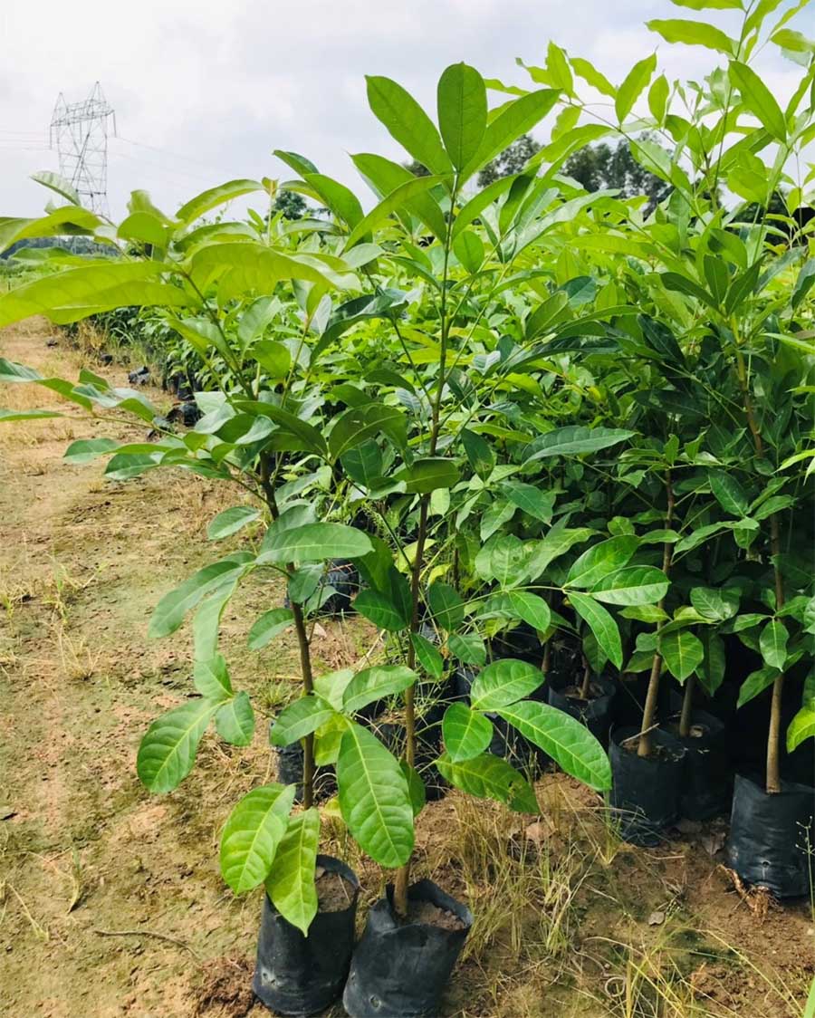 cây xà cừ cây xà cừ