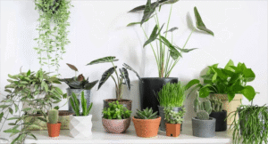 Cây cảnh trong nhà lọc không khí 1