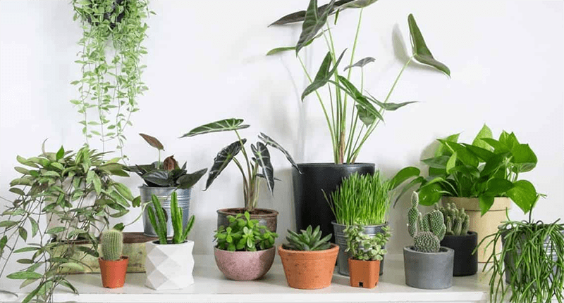 Cây cảnh trong nhà lọc không khí 1