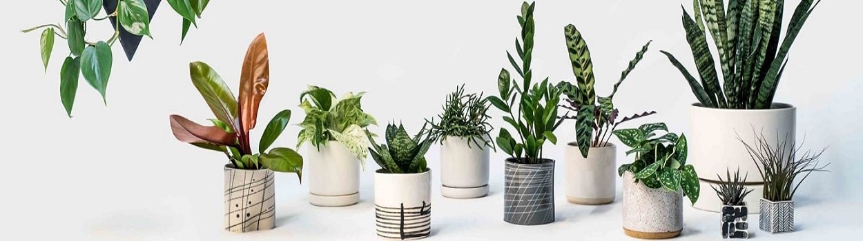 banner-cay-canh-trong-nha