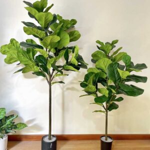 cây bàng Singapore 1