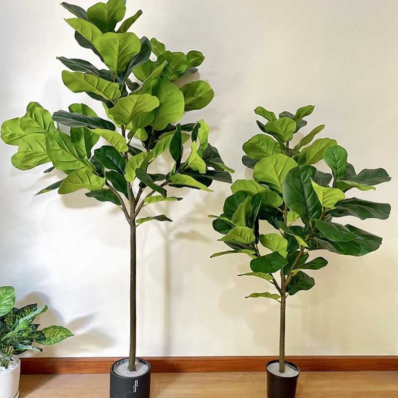 cây bàng Singapore 1