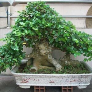 cây duối cảnh 2