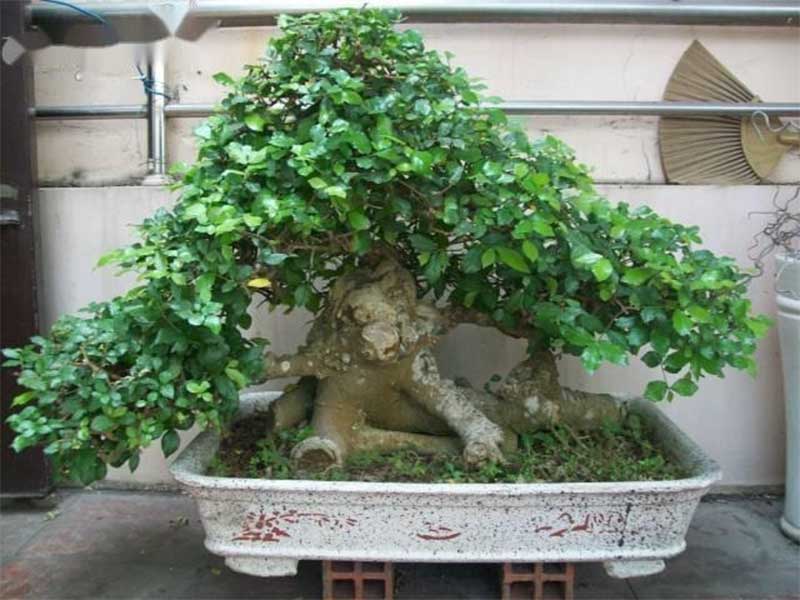 cây duối cảnh 2