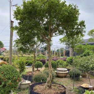 cây nguyệt quế 3