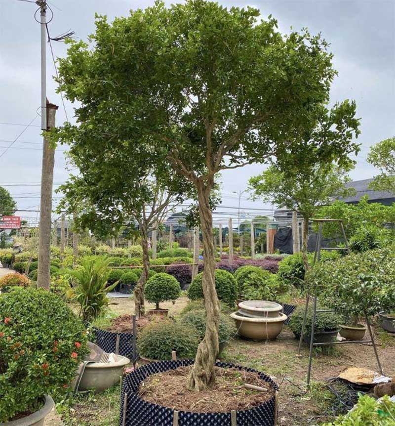 cây nguyệt quế 3