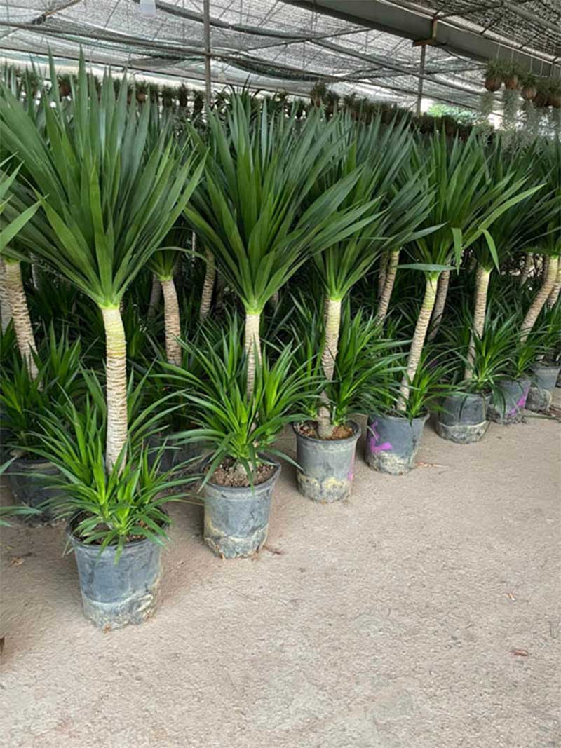 cây phát tài núi 3