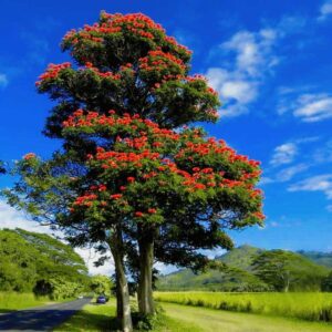 cây phượng vĩ 2