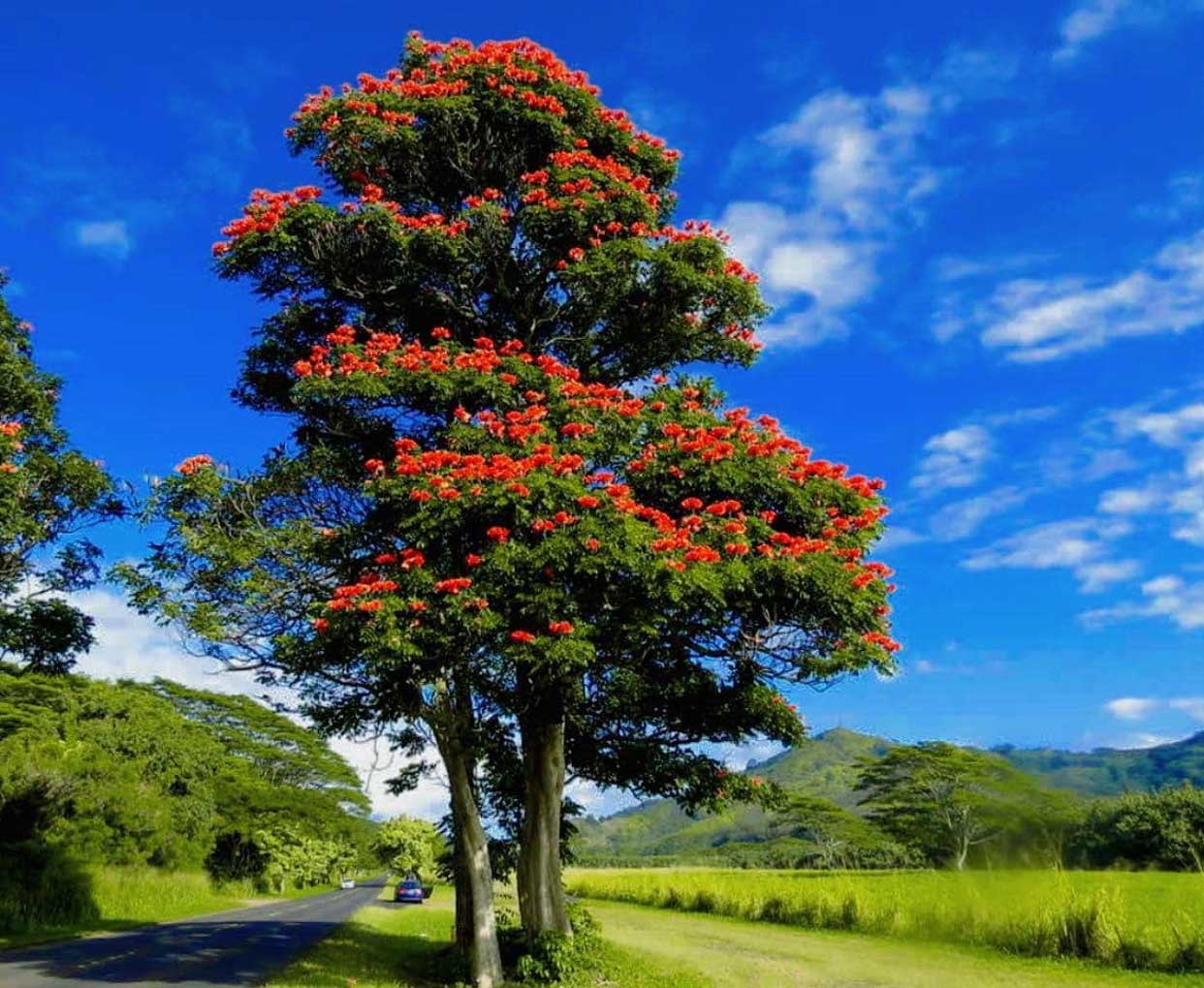 cây phượng vĩ 2