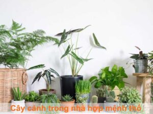 cây cảnh trong nhà hợp mệnh thổ