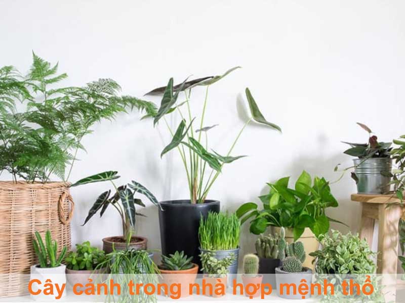 cây cảnh trong nhà hợp mệnh thổ