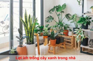lợi ích trồng cây xanh trong nhà